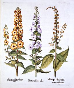 Königskerze, Gattung Verbascum, aus Hortus Eystettensis, von Basil Besler, 1613 von German School