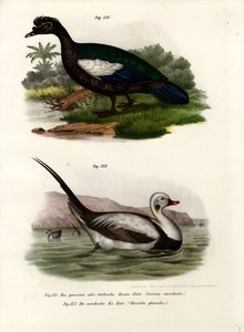 Moschusente von German School