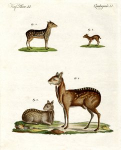 Moschustiere