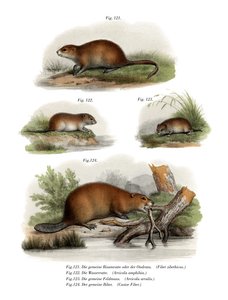 Bisamratte