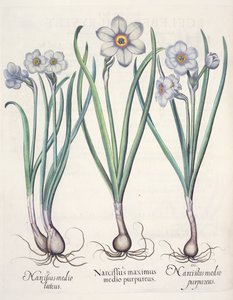 Narzissen: 1. Narcissus maximus medio purpureus; 2. Narcissus medio luteus; 3. Narcissus medio purpureus, aus dem Hortus Eystettensis von Basil Besler, veröffentlicht 1613