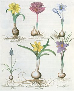 Narzissen, Krokusse und Hyazinthen: 1. Narcissus autumnalis; 2. Hyacinthus autumnalis; 3. Crocum biflorum; 4. Colchium album; 5. Colchium versicolor; 6. Narcissus autumnalis, aus dem Hortus Eystettensis von Basil Besler