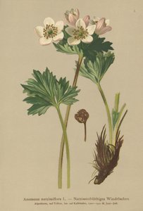 Narzissen-Anemone (Anemone narcissiflora)