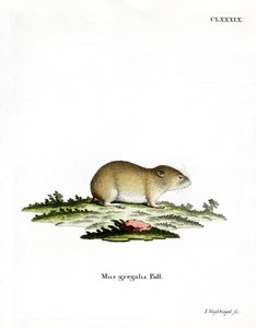 Schmalkopf-Wühlmaus von German School