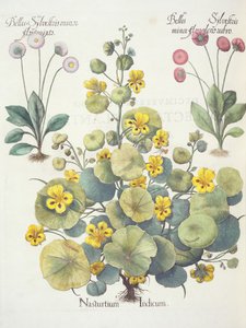 Kapuzinerkresse und Gänseblümchen: 1. Nasturtium Indicum; 2. Bellis Sylvestris minor flore plens rubro; 3. Bellis Sylvestris minor flore mixta, aus dem Hortus Eystettensis von Basil Besler, veröffentlicht 1613 von German School