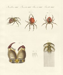 Naturgeschichte der Spinne