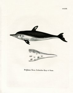 Neuseeland-Delfin