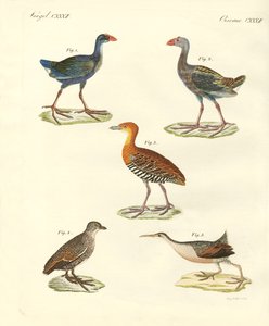 Neue Vögel