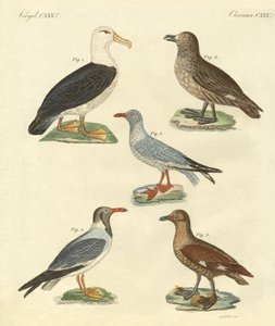 Neue Vögel von German School