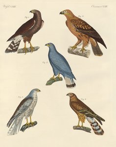 Neu bekannte Raubvögel