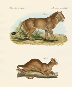 Neue Raubtiere (farbige Gravur) von German School