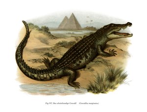 Nilkrokodil