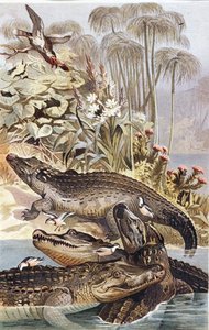 Nilkrokodil, Tafel aus "Brehms Tierleben: Allgemeine Kunde des Tierreichs", Bd.7, S.504, veröffentlicht vom Bibliographischen Institut