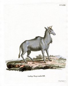 Nilgau von German School