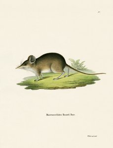 Nordafrikanische Elefantenspitzmaus von German School