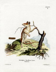 Nordamerikanisches Opossum von German School