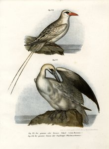 Basstölpel