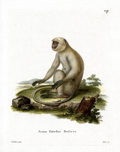 Nördlicher Flachland-Grauer Langur