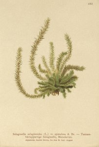 Nördlicher Moosfarn (Selaginella selaginoides, Selaginella spinulosa, Lycopodium selaginoides, Bernhardia spinosa) von German School