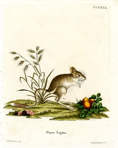 Nördliche Dreizehen-Springmaus