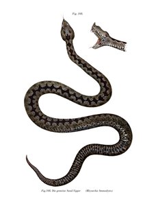 Nasenhornviper von German School