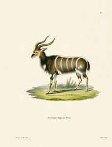 Nyala von German School