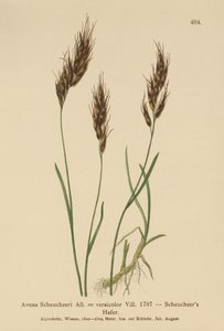 Hafergras (Avena Scheuchzeri, Avena versicolor, Avena alpina) von German School