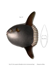 Mondfisch