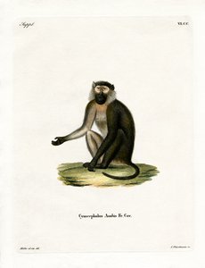 Olivenpavian (farbige Gravur)