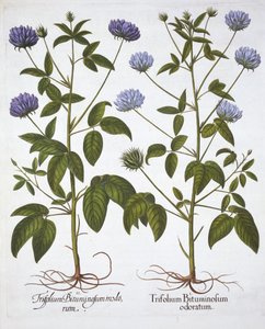 Einblütige Kleesorten, aus Hortus Eystettensis, von Basil Besler, veröffentlicht 1613 von German School