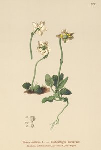 Einblütiges Wintergrün