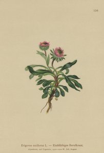 Einblütiges Berufkraut (Erigeron uniflorus) von German School