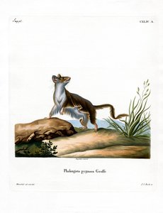Opossummaus von German School