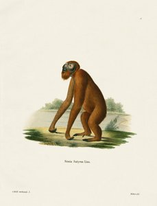 Orang-Utan