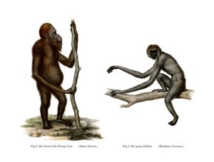 Orang-Utan von German School
