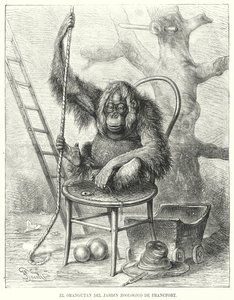 Orang-Utan im Frankfurter Zoo, Deutschland von German School