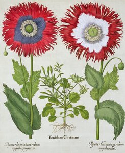Ziermohn, aus dem Hortus Eystettensis von Basil Besler (1561-1629), veröffentlicht 1613 von German School