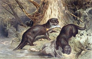 Otter, Tafel aus "Brehms Tierleben: Allgemeine Kunde des Tierreichs", Bd.1, S.670, veröffentlicht vom Bibliographischen Institut