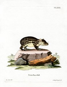 Paka