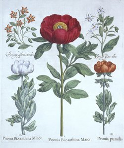Pfingstrosen und Borretsch, aus Hortus Eystettensis, von Basil Besler (1561-1629), veröffentlicht 1613 von German School