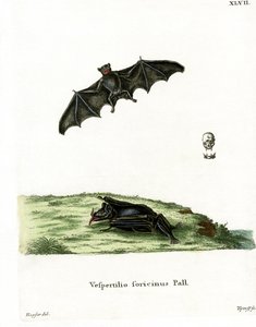 Pallas-Langzungenfledermaus von German School