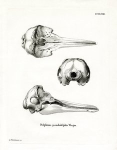 Schädel des Pantropischen Fleckendelfins von German School