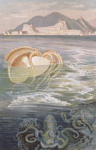Papierboot, Tafel aus Brehms Tierleben: Allgemeine Kunde des Tierreichs, Bd. 10, S. 273, veröffentlicht vom Bibliographischen Institut, 1893 von German School
