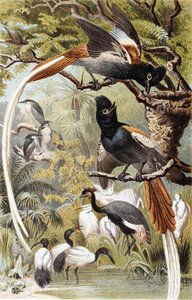 Paradiesvögel, Tafel aus "Brehms Tierleben: Allgemeine Kunde des Tierreichs", Bd. 4, S. 516, veröffentlicht vom Bibliographischen Institut von German School