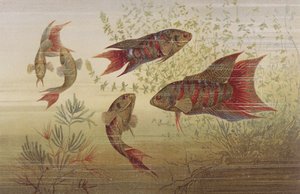 Paradiesfisch, Tafel aus Brehms Tierleben: Allgemeine Kunde des Tierreichs, Bd. 8, S. 184, veröffentlicht vom Bibliographischen Institut, 1892 von German School