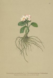 Parnassia-Hahnenfuß (Ranunculus parnassifolius) von German School