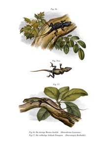 Pfirsich-Anolis von German School