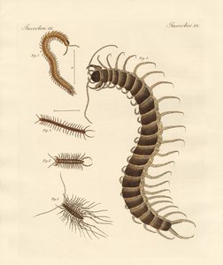 Seltsame Insekten
