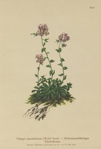 Täschelkraut von German School