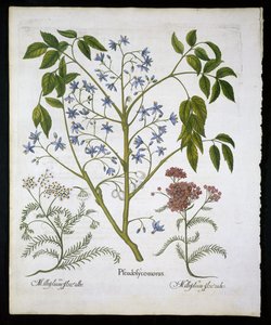Persischer Flieder oder Stolz von Indien und Schafgarbe (Achillea Millefolium), Tafel 136 aus Hortus Eystettensis von Basil Besler (1561-1629), veröffentlicht 1613 von German School